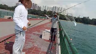 Bedok Jetty Perfect Landing Net part 2 [upl. by Ellenehs416]