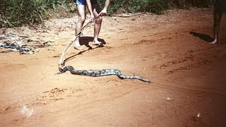 Chitãozinho e Xororó  CAIPIRA BICHO DO MATO [upl. by Dallis]