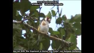 Stieglitz Distelfink  Carduelis carduelis [upl. by Viva807]