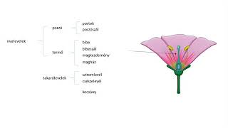 PowerPoint  Animációk  A virág részei [upl. by Fabri644]