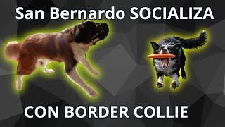 SAN BERNARDO AGRESIVO SOCIALIZANDO CON BORDER COLLIE ENTRENAMIENTO [upl. by Kaleb]