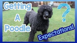 What to Expect When Getting a Poodle 6 Things to Expect When You Get a Poodle Breed Dog [upl. by Bois]