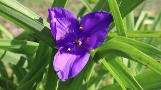 Virginia Spiderwort Tradescantia Virginiana [upl. by Ybrik]