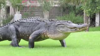 12footlong alligator wanders onto golf course [upl. by Aniroz664]