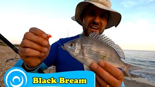 Wrasse and Bream at Hengistbury [upl. by Llerral]