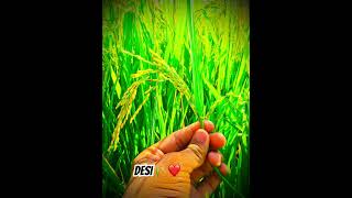 Dabya na kar 🌾🌏desi farming cgviral trending [upl. by Ateekram]