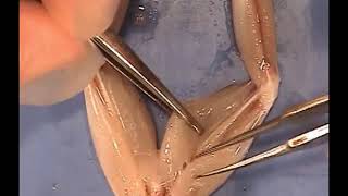 Frog Dissection  Exposing Sciatic in Thigh [upl. by Leirrad]