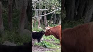 Cow licking calf [upl. by Einra320]