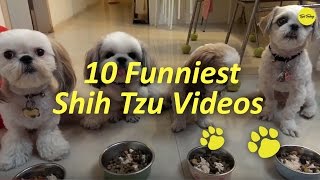 10 Funniest Shih Tzu Videos [upl. by Ahtael677]