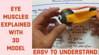 EYE MUSCLES  EXTRA OCULAR MUSCLE OF EYE  Anatomy [upl. by Michele]