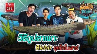 Bichir living dinosaurs ปลาบิเชีย  เพื่อนรักสัตว์เอ๊ย Ep224 [upl. by Lowndes]