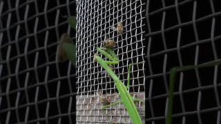 Praying Mantis vs Japanese HoneybeesMantis Attacked After Catching a Bee [upl. by Alverson452]