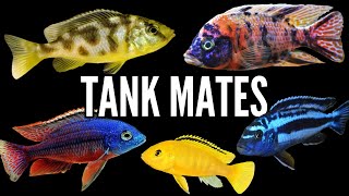 Top 5 Tank Mates for African Cichlids [upl. by Adidnere547]