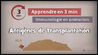 32◽ Antigènes de transplantation [upl. by Pressman]