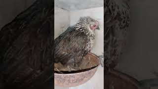 Misri hen laying an egg l misri murghi anda detay huay healthyandbeautifulpets [upl. by Letti]