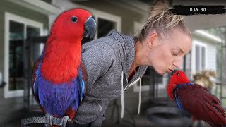 30 Days with a Female Eclectus Parrot [upl. by Reynolds]