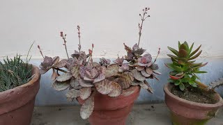 Kalanchoe Humilis  Complete Blooming Season  Grow Care and Propagation of succulent Plants [upl. by Meares]