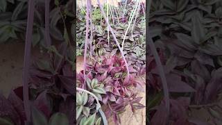 Tradescantia albiflora its very nice plant 😀😀😀🌿 [upl. by Nylorac]