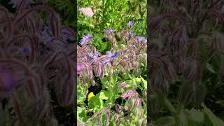 Bees on Borage [upl. by Iffar]