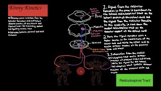 Reticulospinal Tract Motor Pathway [upl. by Dolora]