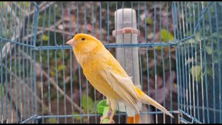 Canary singing  best timbrado canary training  تغريد رائع [upl. by Madlin761]