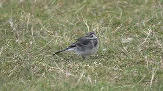 Young Pied Wagtail at the Round Pond [upl. by Algernon]