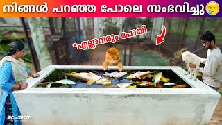 കുളത്തിലെ വലിയ KOI CARPകൾ ചത്തു പോയി 😭😭😭  DEAD My PET KOI FISH are ALL DEAD [upl. by Crudden]