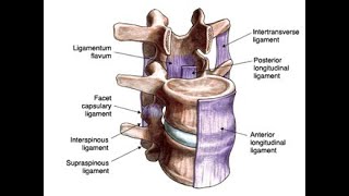 Anatomy of the Intertransverse ligaments of the vertebral column [upl. by Holmann]