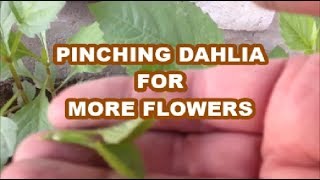 Pinch Out Dahlias for more flowers  Dahlia Plant Care and Tips [upl. by Ruhl648]