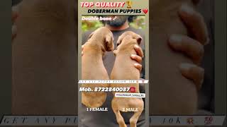 Top 🏆 quality Doberman puppy 🐶 for sale in Bangalore at low price 💥 pets petloversbanglore [upl. by Liz]