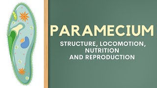 Paramecium  Structure Locomotion Nutrition and Reproduction [upl. by Shieh]