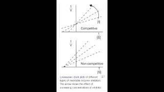 Enzyme Inhibition  Competitive amp Noncompetitive Inhibitors [upl. by Eednar973]