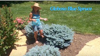 Globosa Blue Spruce plant of the week [upl. by Avram]