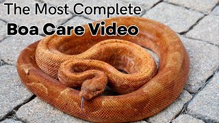 The Most Complete Boa Care Guide on YouTube [upl. by Nnylimaj]