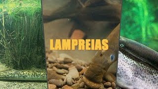 LAMPREIAS [upl. by Ender560]