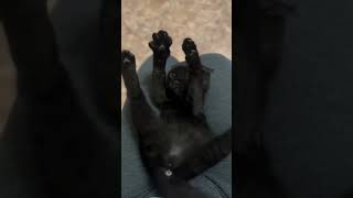 ¡Gatito Ríe con Cosquillas 😻 La Reacción Más Adorable que Verás Hoy [upl. by Wyon]