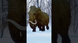 Woolly Mammoth During The Ice Age [upl. by Cobbie749]