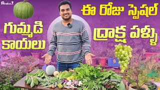 Harvesting Vegetables from our garden ఈరోజు స్పెషల్ గుమ్మడి కాయలు ద్రాక్షా పళ్ళు [upl. by Clyde]