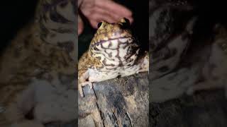 Lizards run fast funny and catch frogs  how to make fun  catch frog jumping funny [upl. by Dearborn493]