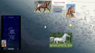 Horse breed Appaloosa [upl. by Uzziel847]