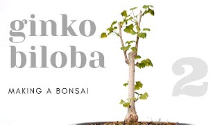 Ginkgo Biloba Bonsai  Repotting 2 [upl. by Mariand226]