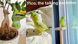 Life with a romanian speaking parrotlet Forpus Coelestis Moments with Pico [upl. by Lajes890]