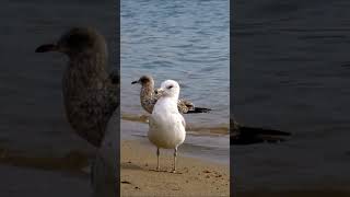 🤍 Ring billed gull bird 🤍 [upl. by Eelana]