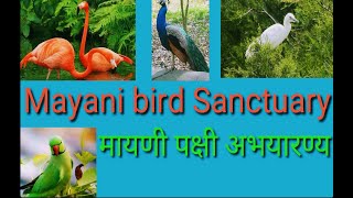 Mayani bird Sanctuary in Satara district  मायणी पक्षी अभयारण्य [upl. by Ag]