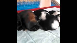 Misty Dajavue ShihTzu puppies Ch Mercedes X CH Joker girls [upl. by Ecerahs]