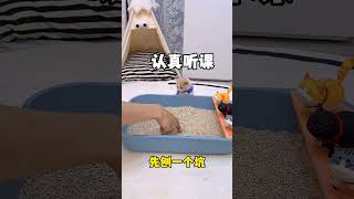 【獨生子的日常】我家猫咪学习猫砂又又又翻车了 铲屎官的乐趣 小奶猫 万物可爱计划 [upl. by Lewap]