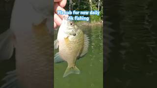 PAN SLAPPERS fishing bluegill ultralightfishing [upl. by Fitzger324]