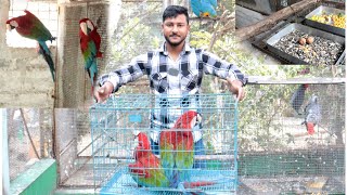 Surprisingly Red amp green macaw breeding pair came to our big parrot Aviary [upl. by Arramat]