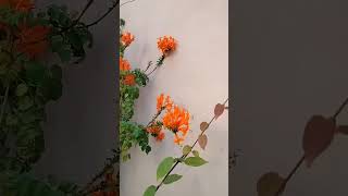 Tecomaria❤️💖💖🏵️ tecomariacapensis youtube shorts india terracegarden [upl. by Eidnar]