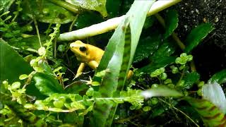 Phyllobates Terribilis calling [upl. by Bozuwa]